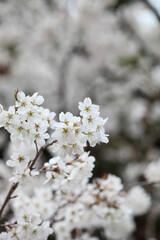 Obraz premium 開花が始まったソメイヨシノ