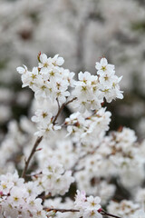 開花が始まったソメイヨシノ