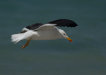 Fototapeta na wymiar Yellow-legged Gull in flight at Busaiteen coast of Bahrain