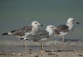 Caspian Gulls at Busaiteen coast of Bahrain