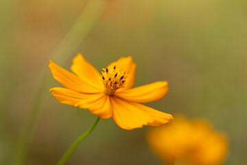  yellow cosmos flower