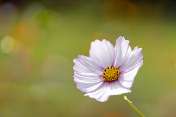 Obraz premium cosmos flower