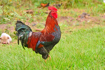 roosters, domestic fowl; lustrous and abundant plumage