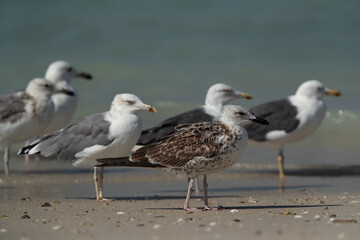 A juvenile Lesser Black-backed Gull and caspian gulls at Busaiteen coast, Bahrain