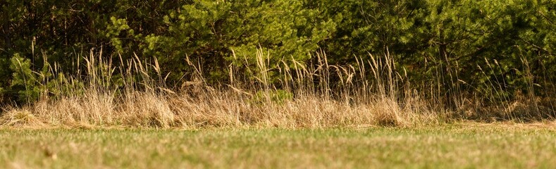 panorama of dry grass on side of forest