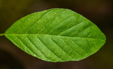 detail on single green leaf