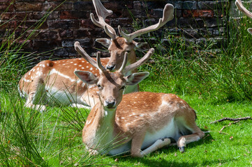 Young deer in the spring sun