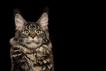 Fototapeta na wymiar Portrait of Huge maine coon cat with brush on ears, gazing on Isolated black background