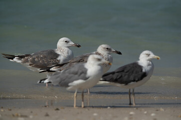 Caspian Gulls at Busaiteen coast of Bahrain. Selective focus on the back
