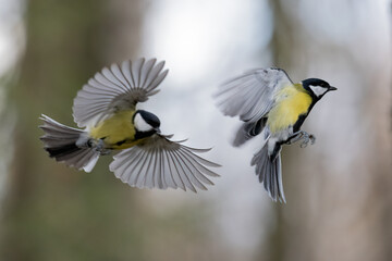 Fototapeta premium Great tit