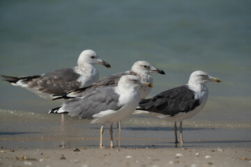 Caspian Gulls and Lesser-backed gulls at Busaiteen coast of Bahrain