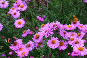 Purple flower with butterflies