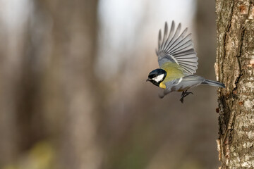 Great tit