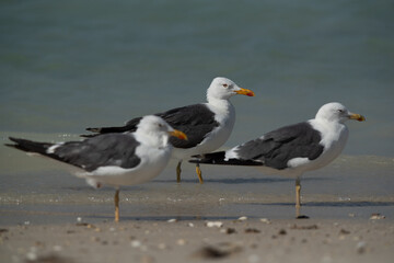 Lesser Black-backed Gull at Busaiteen coast, Bahrain. Selective focus on back