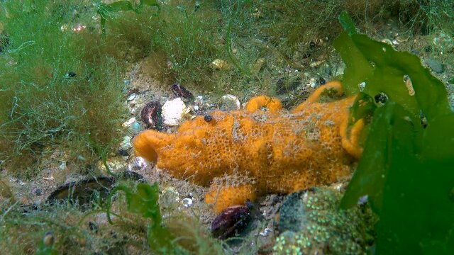 (Botryllus schlosseri) Golden Star Tunicate - of different colors forms, Black Sea