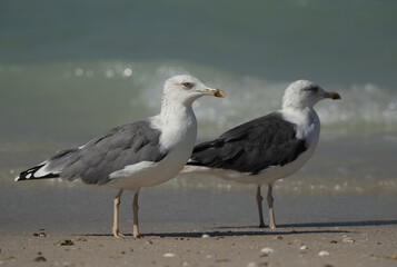 Closeup of Caspian Gulls at Busaiteen coast of Bahrain