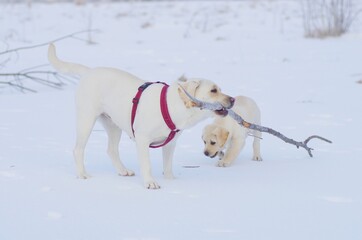 Labrador puppy fun day our in the nature during winter time