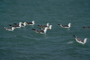Lesser Black-backed Gulls swimming at Busaiteen coast, Bahrain