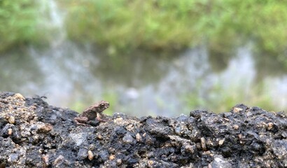 LITTLE FROG 
