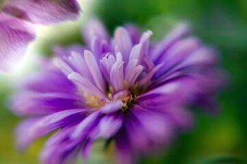 Obraz premium Autumn flower