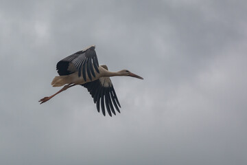 Ciigogne