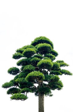 Close-up of the branches of a pine bonsai isolated on white background.