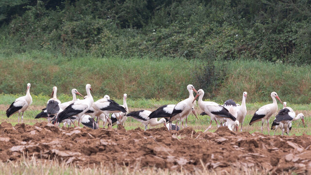 Migration des cigognes