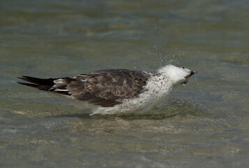 Juvenile Great Black-backed Gull bathing, Bahrain