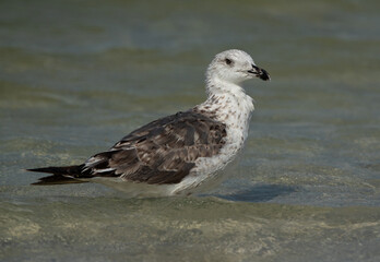 Juvenile Great Black-backed Gull bathing at Busaiteen coast of Bahrain