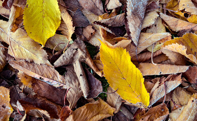 Fallen Autumn leaves on the ground
