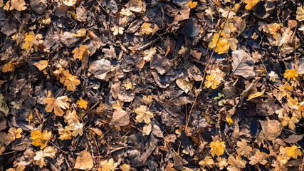 Autumn leaves lay fallen on the ground