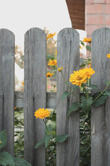 Fototapeta premium yellow flowers