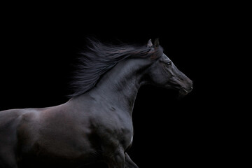 Fototapeta na wymiar Black elegance horse isolated on black background. Arabian horse portrait closeup galloping on dark background.