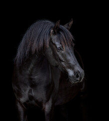 Fototapeta na wymiar Portrait of black elegance horse isolated on black background. Arabian horse head closeup looking forward on dark background.