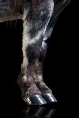 Horse legs with shiny hooves isolated on black. Skin of black horse on black background.