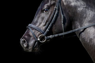 Portrait of black sport horse looking on black background. Arabian stallion head in bridle closeup isolated on black.