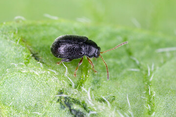 Potato flea beetle (genus Epitrix) - insect on a potato leaf. High magnification.