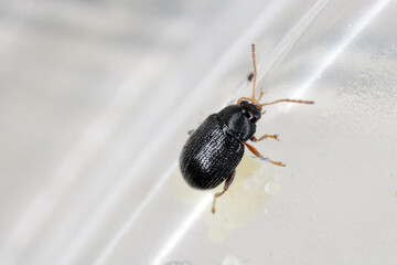 Potato flea beetle (genus Epitrix) - insect on a potato leaf. High magnification.