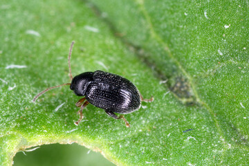 Potato flea beetle (genus Epitrix) - insect on a potato leaf. High magnification.