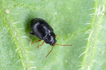 Potato flea beetle (genus Epitrix) - insect on a potato leaf. High magnification.