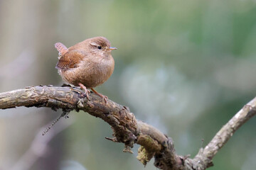 Winter Wren