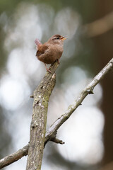 Winter Wren
