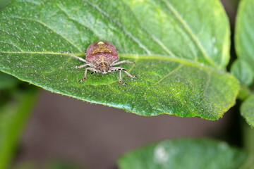Dolycoris baccarum, the sloe bug, is a species of shield bug in the family Pentatomidae. Insect on potato leaf.