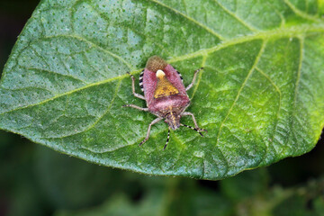 Dolycoris baccarum, the sloe bug, is a species of shield bug in the family Pentatomidae. Insect on potato leaf.