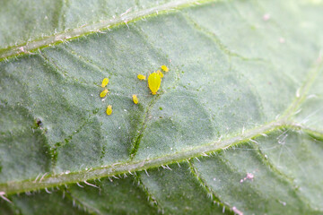 Tiny aphids on the lower side of the potato plant leaf blades.