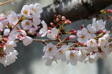 開花が始まったソメイヨシノ