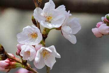 開花が始まったソメイヨシノ