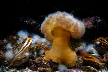 Clonal plumose anemone or Metridium senile