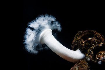 White-plumed anemone or Metridium farcimen