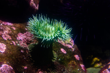 Naklejka na ściany i meble Green surf anemone or giant green sea anemone